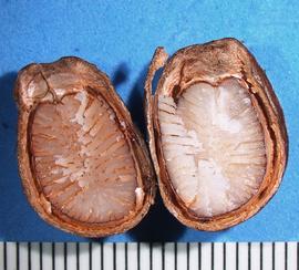   Seed, embryo:   Annona cherimola , ruminate endosperm; Photo by A. Margina, USDA APHIS PPQ, imageID.idtools.org
